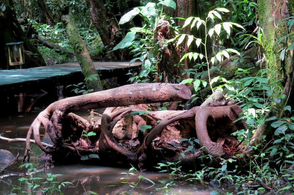 Hotel Casa Perico Rio Dulce Town Dış mekan fotoğraf